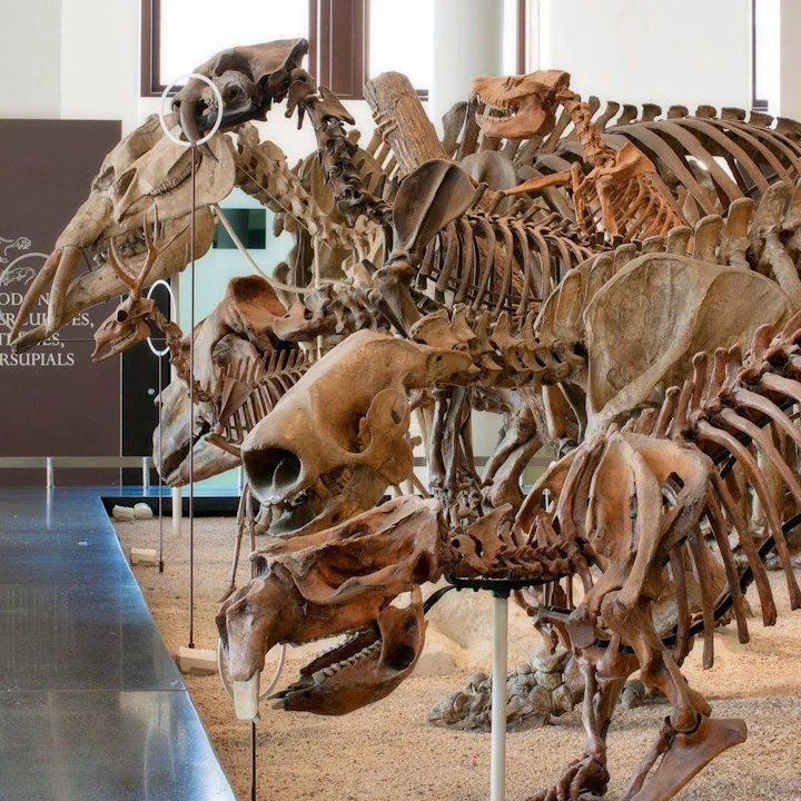 American Museum of Natural History Ticket Location